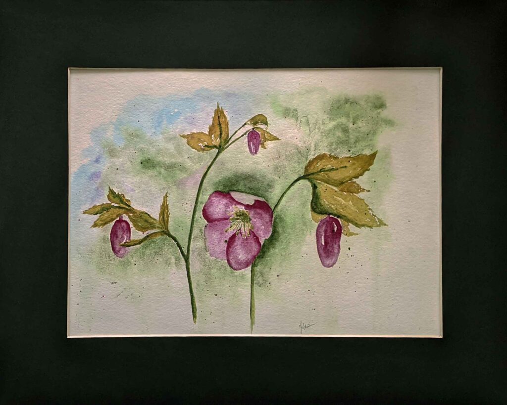 hellebores watercolour painting