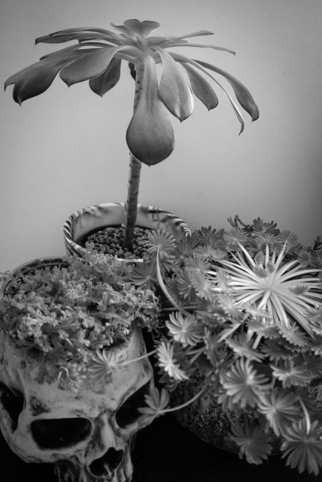 black and white photo of group of 3 pot plants
